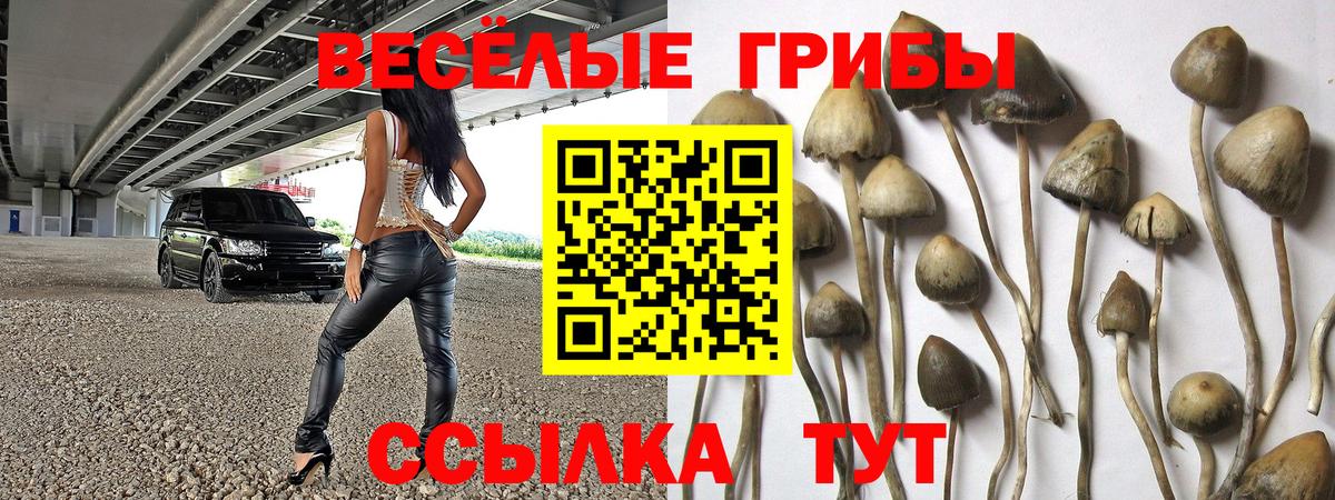 Галлюциногенные грибы Psilocybe  Вход с VPN  Галлюциногенные грибы GOLDEN TEACHER  Сокол 